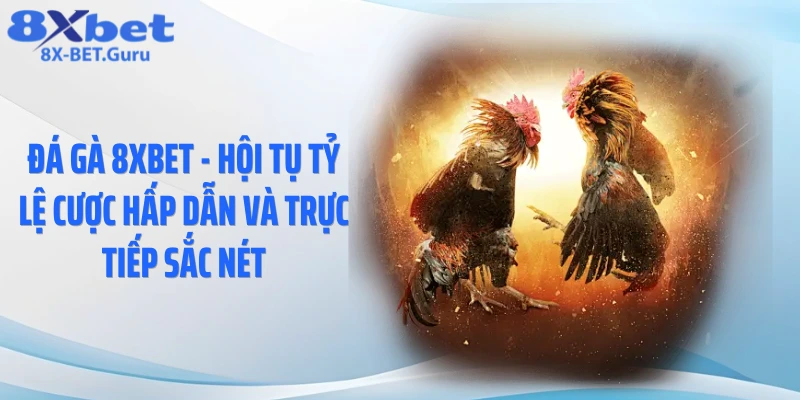 Đá Gà 8XBET - Hội Tụ Tỷ Lệ Cược Hấp Dẫn Và Trực Tiếp Sắc Nét