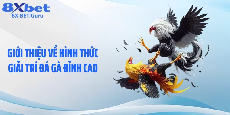 Giới thiệu về hình thức giải trí đá gà đỉnh cao