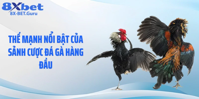 Thế mạnh nổi bật của sảnh cược đá gà hàng đầu